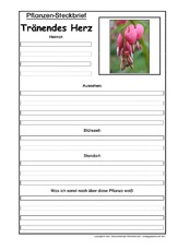 Pflanzensteckbrief-Tränendes-Herz.pdf